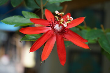 Beautiful Red Passion Flower (Passifloraceae) in Ancol - Eco Park, Jakarta