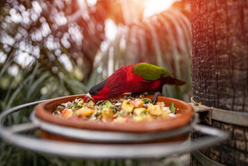 colourful parrot bird feed eat with cereal and fruit slices in green zoo - obrazy, fototapety, plakaty