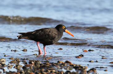 Sooty oystercatcher shorebird wader bird foraging for food on a rocky shoreline at a beach
