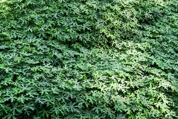 Beautiful leaves of Papaya 