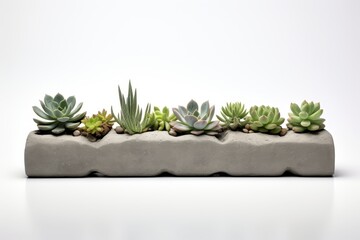 Geometric concrete planters with array of little succulents, isolated on white background