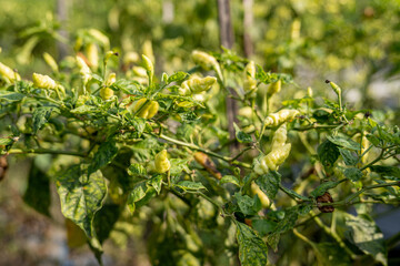 Obraz premium Green bird's eye chilies or thai chilies growing on bush.