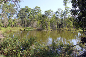Tranquil scene of a pond of water surrounded by trees, grass and plants