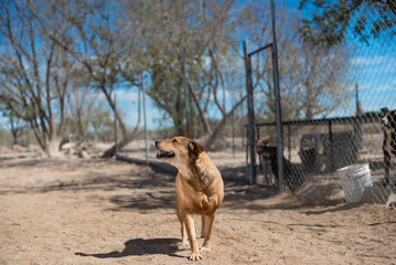 Naklejka premium An animal shelter or pound is a place where stray, lost, abandoned or surrendered animals ,mostly dogs and cats are housed.