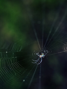 spider with bokeh