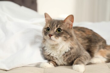 Cute cat lying on bed at home. Domestic pet