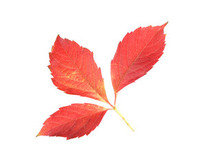 Autumn season. Bright leaf isolated on white