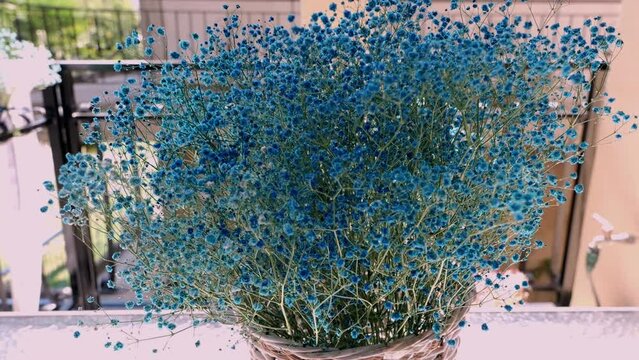 Ceanothus flower planted in a flowerpot with small blue blossoms