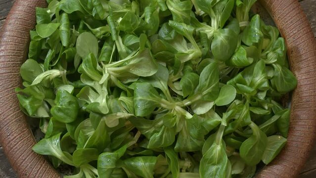 Top view of fresh corn salad (lamb's lettuce, Valerianella locusta) on a handmade clay plate. Table spin.