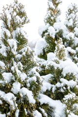 Snow covered pine trees