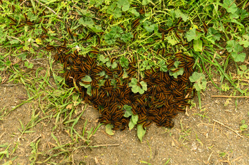 caterpillars in winter in Northern Cyprus 1