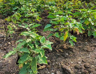 Fresh eggplant planted in the garden. Fresh purple eggplant.
