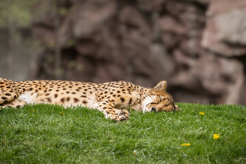 Cheetah having a nap