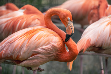 A group of flamingos standing on one leg