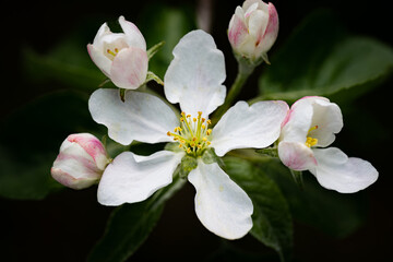 Cherry blossom in bloom