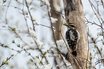 A vibrant woodpecker perched on a tree branch with fresh snow, set against a backdrop of unfocused buds and sky
