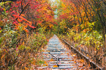 Abandoned Train Tracks Covered in Fall Foliage