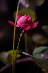 A bright pink flower stands out against a dark background. 🌸
