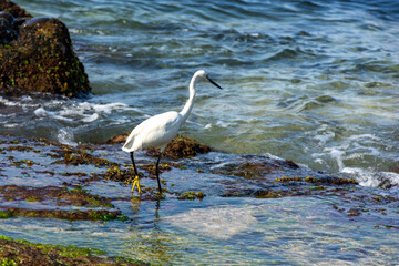 White bird on the shores of the Indian Ocean on the island of Sri Lanka.