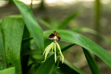 black orchid, national flower of Belize