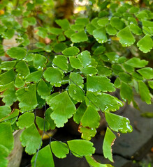 Fototapeta na wymiar Selective focus. Green leaves of Adiantum Raddianum Fern in the garden. Blurred natural background. 