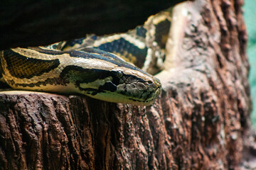 first person of a snake on a log