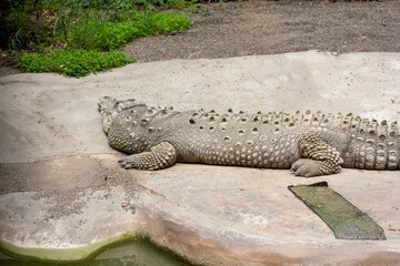 large white crocodile next to a lake, turning its head