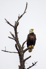 Majestic Bald Eagle on tree branch