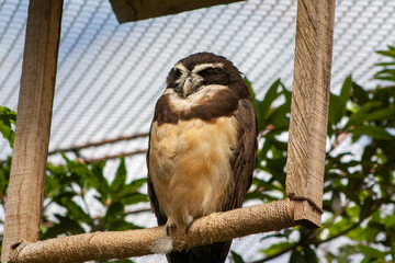 huge owl sleeping on artificial branch
