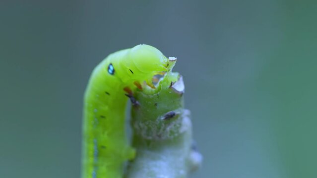 Green worms are eating the tree tops deliciously.