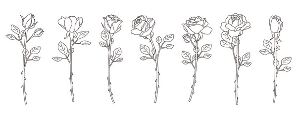 ばらの線画イラストセット、一輪の薔薇のバリエーション、アイコン
