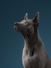 Dog in studio. The Thai Ridgeback stands attentively, its unique coat and ridge on display against a soft blue background