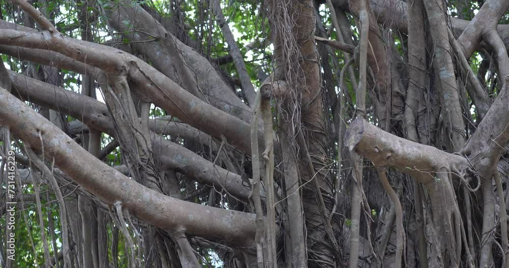 Poster the aerial roots of many trees, ​root of the tree ,background tree roots for graphics.