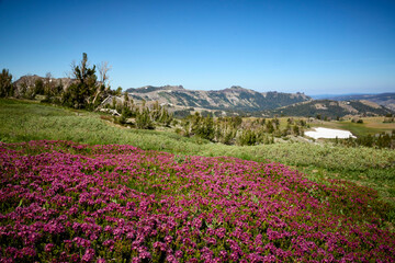 Obraz premium Mokelumne Wilderness, California