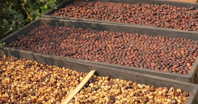 Sun-dried coffee beans, different coffee beans, pre-roasted coffee beans