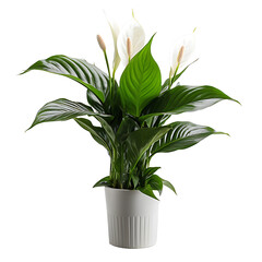Peace Lily (Spathiphyllum Wallisii) Blossom on a Clear Canvas