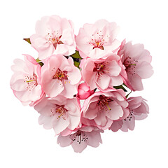 Blossoming Cherry Flower with a Clear Background