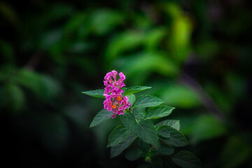 Selective focus, chicken droppings flower or saliara with the scientific name Lantana camara, a type of flowering plant from the Verbenaceae family originating from tropical regions in Central America