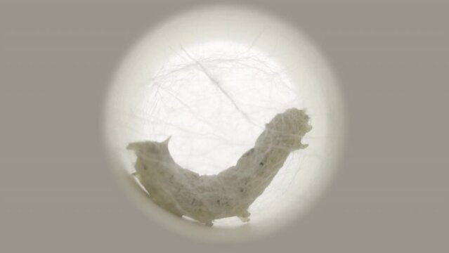 Time lapse silkworm 02 : x24 high-speed , Time lapse of silkworm making cocoon.