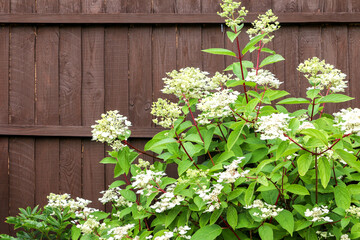 Fototapeta na wymiar Hydrangea Paniculata plant shrub (also known as Hydrangea paniculata siebold or panicled hydrangea) flowering with blooming beautiful creamy white flowers in garden, with wooden fence in backdrop