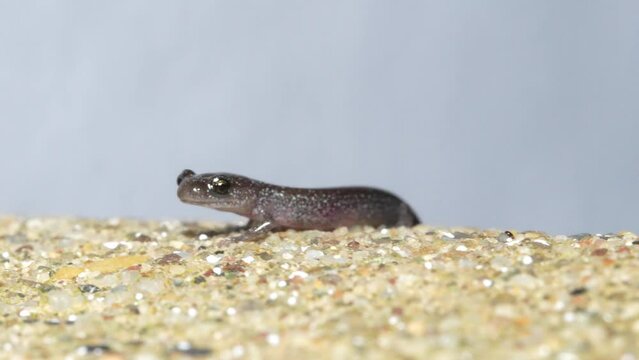 Slimy gret spotted salamander quickly vibrates pulsing throat, macro closeup on sandy ground