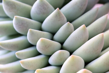 Close up of the shape and texture of the long fleshy stems of a Sedum morganianum house plant, a succulent perennial otherwise known as donkey tail or burro's tail