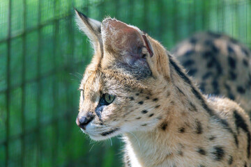 African Serval