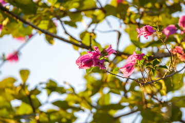 Pink bougainvillea flowers with blurred leaves background