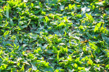 Natural green grass texture background close up