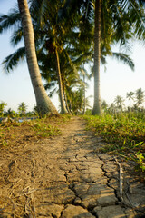 Footpath in rice fields with dry soil conditions during the dry season.