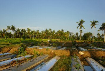 A bright morning view when the sun rises in a rice field area.