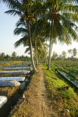 Obraz premium Footpath in rice fields with dry soil conditions during the dry season.
