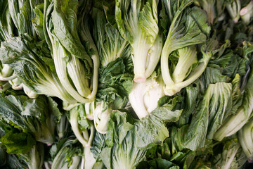 Bitter mustard greens freshly harvested from the garden.