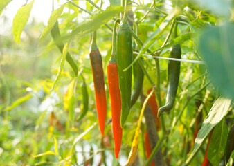 Close up of chili fruit in a plantation.